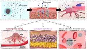 exosoms, stem cells, Rejuvenation